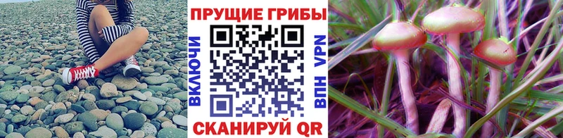 где можно купить наркотик  kraken ТОР  Галлюциногенные грибы Psilocybine cubensis  Саяногорск 